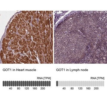 Anti-GOT1 antibody produced in rabbit Prestige Antibodies&#174; Powered by Atlas Antibodies, affinity isolated antibody