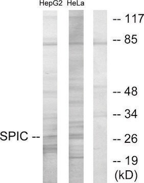 Anti-SPIC antibody produced in rabbit affinity isolated antibody