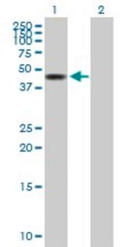 Anti-ZMYND10 antibody produced in mouse purified immunoglobulin, buffered aqueous solution