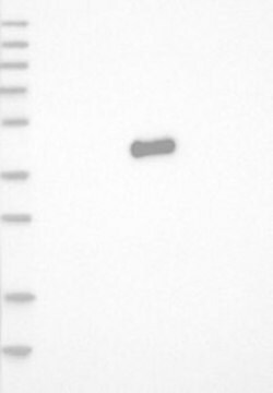 Anti-JUN antibody produced in rabbit Prestige Antibodies&#174; Powered by Atlas Antibodies, affinity isolated antibody, buffered aqueous glycerol solution