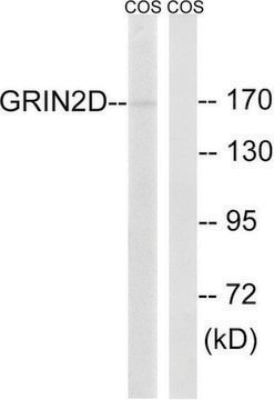 Anti-GRIN2D antibody produced in rabbit affinity isolated antibody