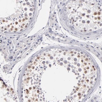 Anti-TEX11 antibody produced in rabbit Prestige Antibodies&#174; Powered by Atlas Antibodies, affinity isolated antibody, buffered aqueous glycerol solution