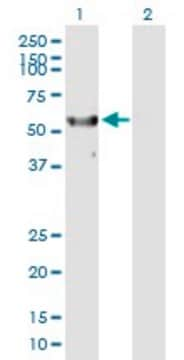 Anti-RPS6KL1 antibody produced in mouse purified immunoglobulin, buffered aqueous solution