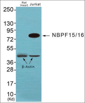 Anti-NBPF1/9/10/12/14/15/16/20 antibody produced in rabbit affinity isolated antibody