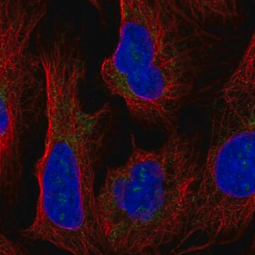 Anti-HEATR1 antibody produced in rabbit Prestige Antibodies&#174; Powered by Atlas Antibodies, affinity isolated antibody