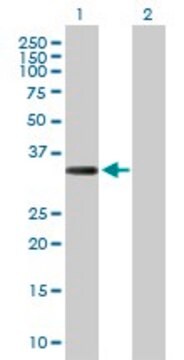 Anti-COL23A1 antibody produced in rabbit purified immunoglobulin, buffered aqueous solution