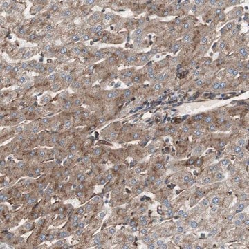 Anti-H6PD antibody produced in rabbit Ab2, Prestige Antibodies&#174; Powered by Atlas Antibodies, affinity isolated antibody, buffered aqueous glycerol solution