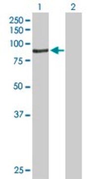 Anti-ACSBG1 antibody produced in mouse purified immunoglobulin, buffered aqueous solution