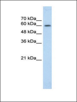 Anti-EBF2 antibody produced in rabbit IgG fraction of antiserum