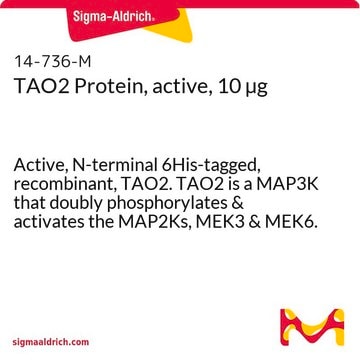 TAO2 Protein, active, 10 &#181;g Active, N-terminal 6His-tagged, recombinant, TAO2. TAO2 is a MAP3K that doubly phosphorylates &amp; activates the MAP2Ks, MEK3 &amp; MEK6. For use in Kinase Assays.