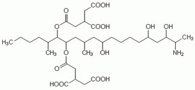 Fumonisin B1, Fusarium moniliforme A cell-permeable mycotoxin that inhibits sphingolipid biosynthesis in rat kidney and in liver microsomes by inhibition of sphingosine N-acyltransferase (ceramide synthase; IC&#8325;&#8320; = 100 nM).