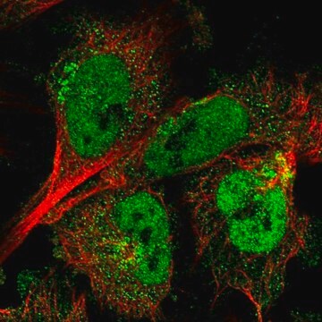 Anti-ARMCX3 antibody produced in rabbit Prestige Antibodies&#174; Powered by Atlas Antibodies, affinity isolated antibody