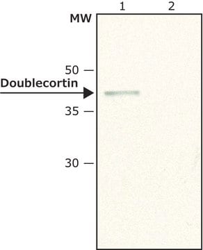 Anti-Doublecortin (N-terminal) 兔抗 ~1.5&#160;mg/mL, affinity isolated antibody, buffered aqueous solution