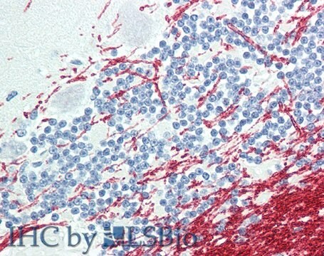 Anti-GCH1 antibody produced in goat affinity isolated antibody, buffered aqueous solution