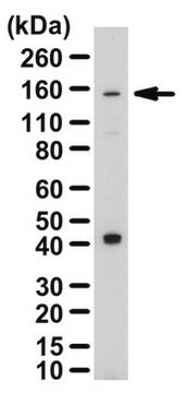 Przeciwciało anty-PLEKHG4B from rabbit, purified by affinity chromatography