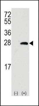 ANTI-OPRS1 (CENTER) antibody produced in rabbit purified immunoglobulin, buffered aqueous solution