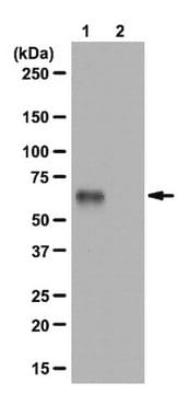 Anti-phospho-Abi-1 (Ser225) Antibody from rabbit, purified by affinity chromatography