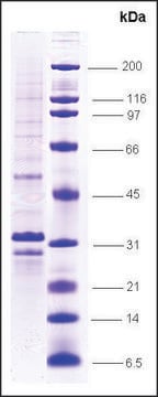 VHL human recombinant, expressed in insect cells, &#8805;70% (SDS-PAGE)