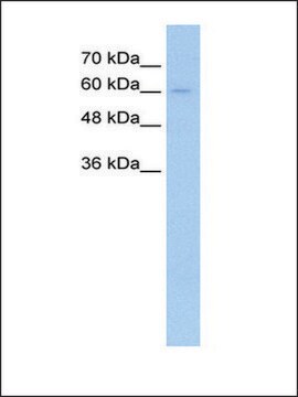 Anti-TGFBR2 antibody produced in rabbit IgG fraction of antiserum