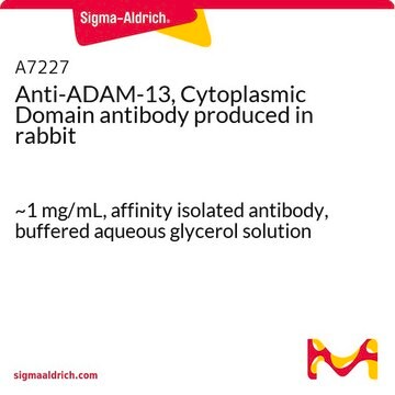 Anti-ADAM-13, Cytoplasmic Domain antibody produced in rabbit ~1&#160;mg/mL, affinity isolated antibody, buffered aqueous glycerol solution