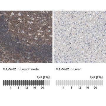 Anti-MAP4K2 antibody produced in rabbit Ab1, Prestige Antibodies&#174; Powered by Atlas Antibodies, affinity isolated antibody, buffered aqueous glycerol solution