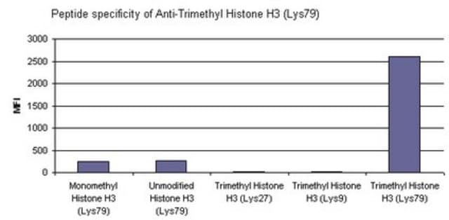 Anti-trimethyl Histone H3 (Lys79) Antibody from rabbit, purified by affinity chromatography