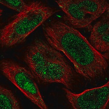 Anti-FAM193B antibody produced in rabbit Prestige Antibodies&#174; Powered by Atlas Antibodies, affinity isolated antibody