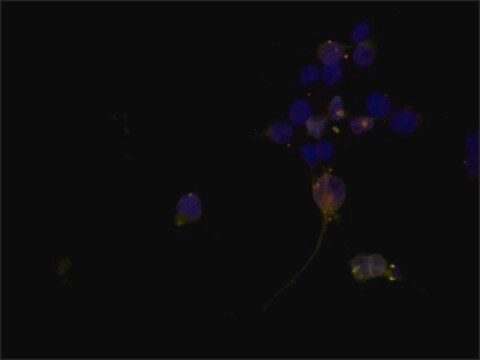 Anti-EIF2C1/Ago1 antibody produced in rabbit ~1.0&#160;mg/mL, affinity isolated antibody, buffered aqueous solution