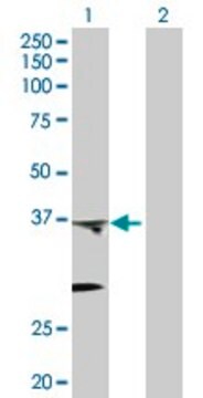 Anti-PTGES2 antibody produced in rabbit purified immunoglobulin, buffered aqueous solution