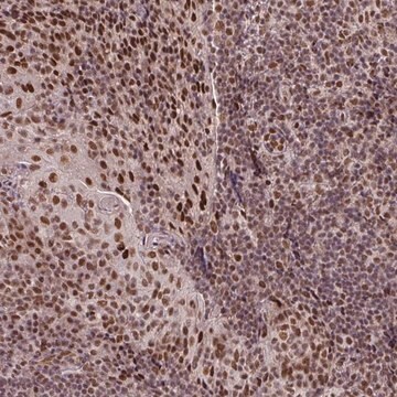 Anti-SRSF2 antibody produced in rabbit Prestige Antibodies&#174; Powered by Atlas Antibodies, affinity isolated antibody, buffered aqueous glycerol solution