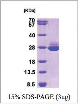 GSTA1 human recombinant, expressed in E. coli, &#8805;90% (SDS-PAGE)