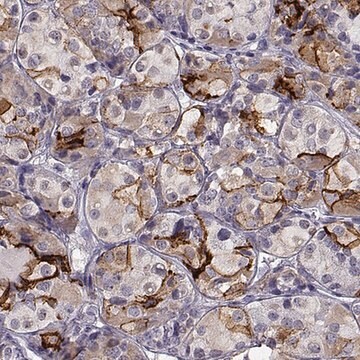 Anti-TGFBR3L antibody produced in rabbit Prestige Antibodies&#174; Powered by Atlas Antibodies, affinity isolated antibody