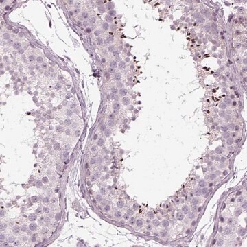 Anti-LRRIQ3 antibody produced in rabbit Prestige Antibodies&#174; Powered by Atlas Antibodies, affinity isolated antibody, buffered aqueous glycerol solution, ab2