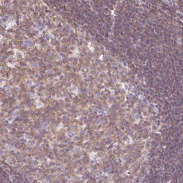 Anti-FAM228B antibody produced in rabbit Prestige Antibodies&#174; Powered by Atlas Antibodies, affinity isolated antibody, buffered aqueous glycerol solution