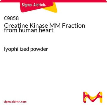 Creatine Kinase MM Fraction from human heart lyophilized powder