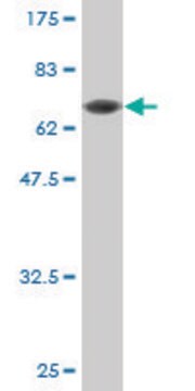 Monoclonal Anti-CPA1 antibody produced in mouse clone 3F11, purified immunoglobulin, buffered aqueous solution