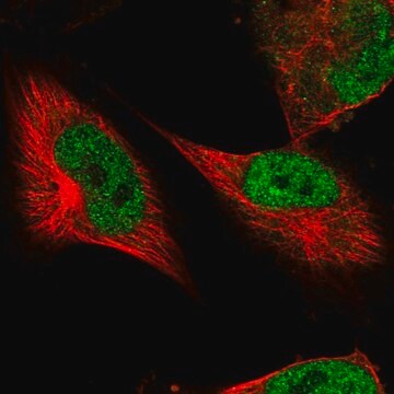 Anti-DSCC1 antibody produced in rabbit Prestige Antibodies&#174; Powered by Atlas Antibodies, affinity isolated antibody