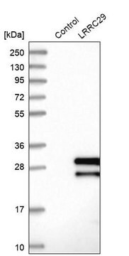 Anti-LRRC29 antibody produced in rabbit Prestige Antibodies&#174; Powered by Atlas Antibodies, affinity isolated antibody, buffered aqueous glycerol solution