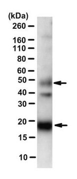 Anti-PDGF-C (GFD) from rabbit