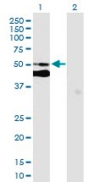 Anti-C7ORF10 antibody produced in mouse purified immunoglobulin, buffered aqueous solution