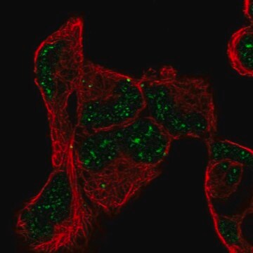 Anti-PNRC1 antibody produced in rabbit Prestige Antibodies&#174; Powered by Atlas Antibodies, affinity isolated antibody