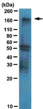 Anti-JARID1B Antibody serum, from rabbit