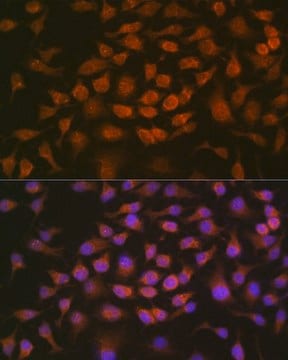 Anti- GRK2 antibody produced in rabbit