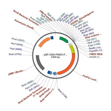 PSF-CMV-FMDV-FLUC - FMDV IRES FIREFLY LUCIFERASE VECTOR plasmid vector for molecular cloning