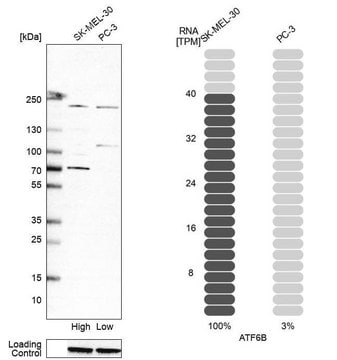 Anti-ATF6B antibody produced in rabbit affinity isolated antibody, buffered aqueous glycerol solution