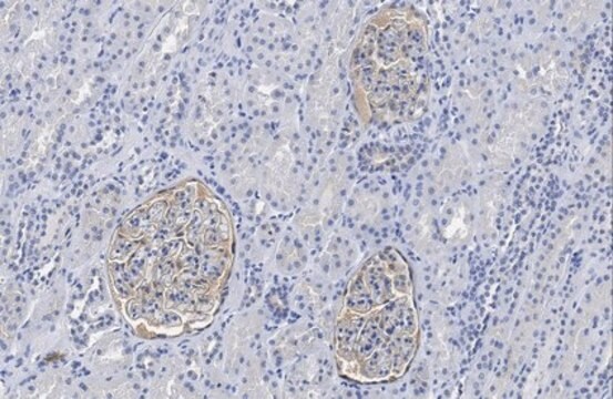 Anti-CRB3A Antibody, clone 1E6 clone 1E6, from rat