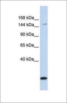 Anti-ABCC3 affinity isolated antibody