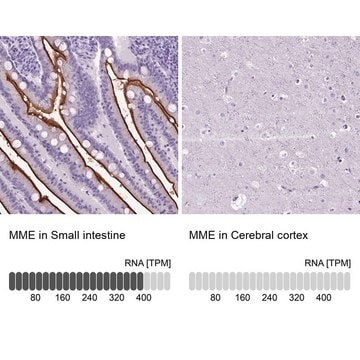 Anti-MME antibody produced in rabbit Prestige Antibodies&#174; Powered by Atlas Antibodies, affinity isolated antibody, buffered aqueous glycerol solution