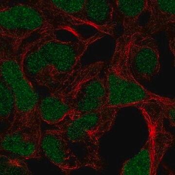 Anti-ADAMTS17 antibody produced in rabbit Prestige Antibodies&#174; Powered by Atlas Antibodies, affinity isolated antibody