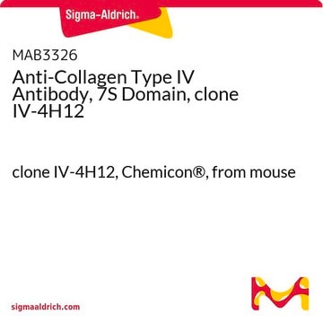 Anticorps anti-collagène de type&nbsp;IV, domaine&nbsp;7S, clone&nbsp;IV-4H12 clone IV-4H12, Chemicon&#174;, from mouse